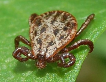 Dermacentor reticulatus кърлеж куче