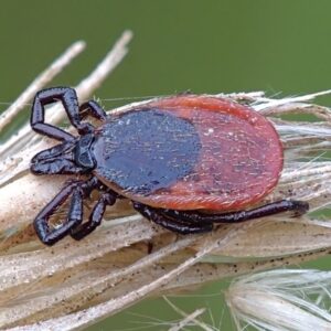 Ixodes Ricinus европейски пасищен кърлеж