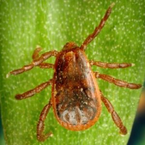 Rhipicephalus sanguineus кучешки кърлеж